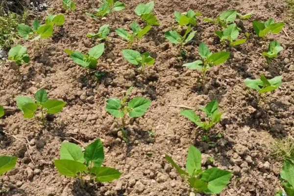 如何种植扁豆,直接撒播覆盖细土