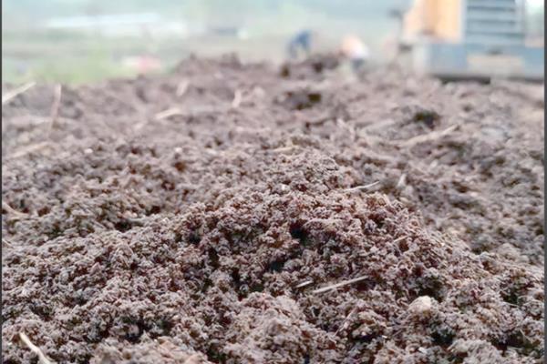 如何种植扁豆,直接撒播覆盖细土