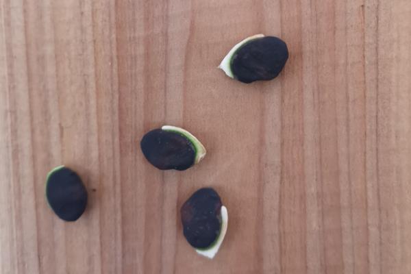 如何种植扁豆,直接撒播覆盖细土