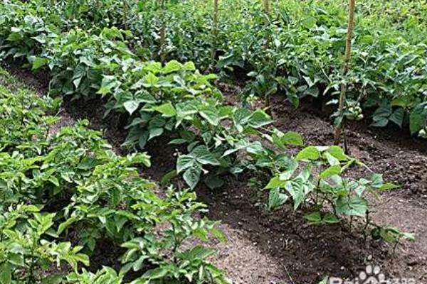 如何种植扁豆,直接撒播覆盖细土