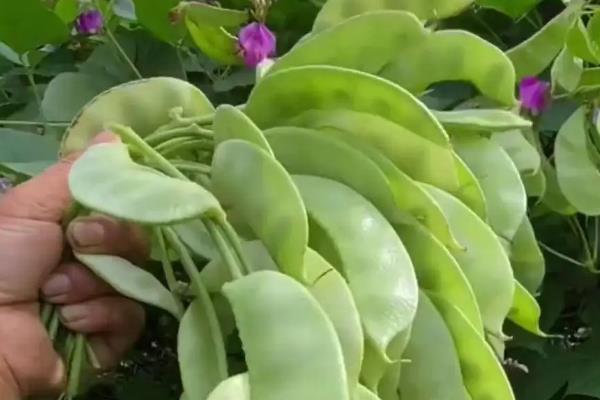 如何种植扁豆,直接撒播覆盖细土
