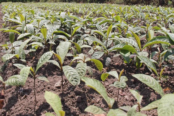 枇杷怎么种植，幼树每年施肥5-6次