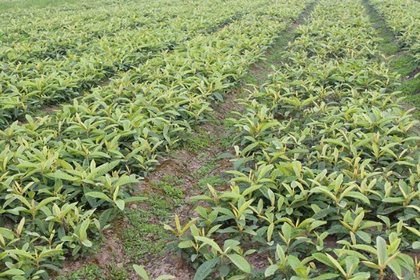 枇杷怎么种植，幼树每年施肥5-6次