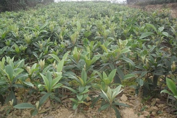 枇杷怎么种植，幼树每年施肥5-6次