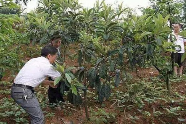 枇杷怎么种植，幼树每年施肥5-6次