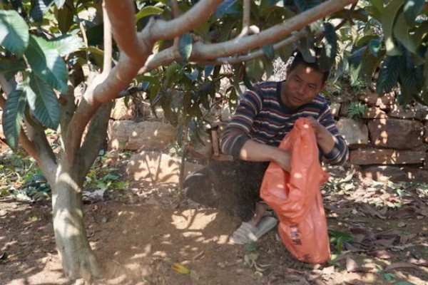 枇杷怎么种植，幼树每年施肥5-6次