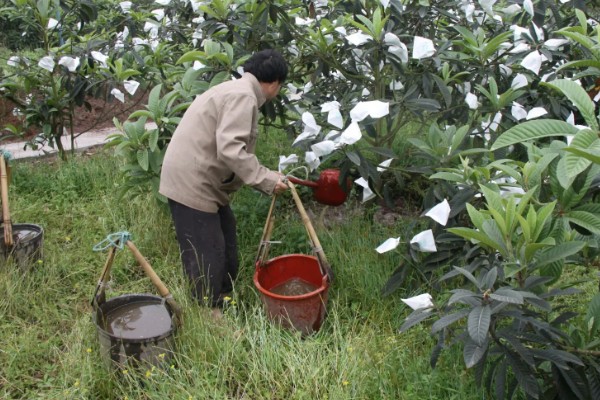 枇杷怎么种植，幼树每年施肥5-6次