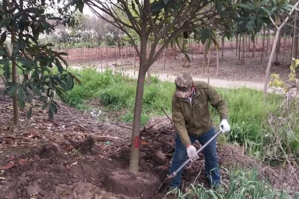 枇杷怎么种植，幼树每年施肥5-6次