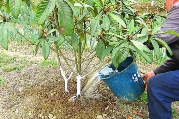 枇杷怎么种植，幼树每年施肥5-6次