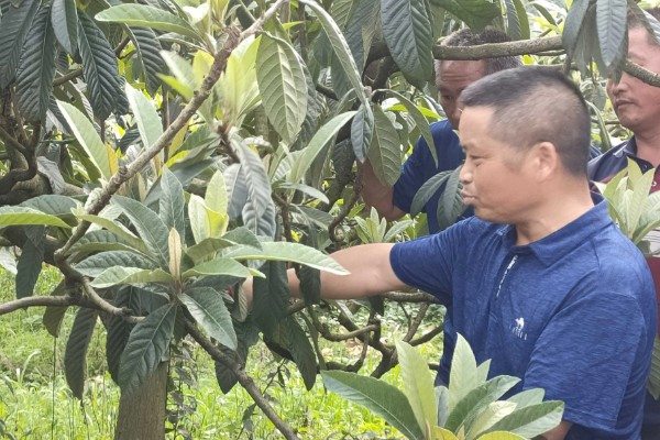 枇杷怎么种植，幼树每年施肥5-6次