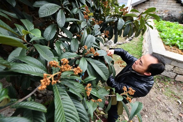 枇杷怎么种植，幼树每年施肥5-6次