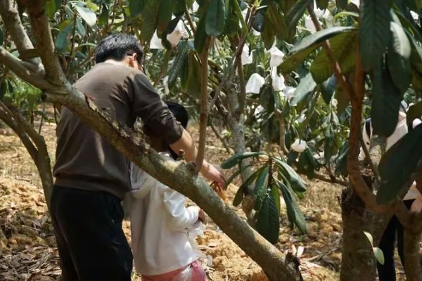 枇杷怎么种植，幼树每年施肥5-6次