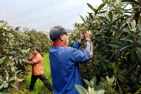 枇杷怎么种植，幼树每年施肥5-6次