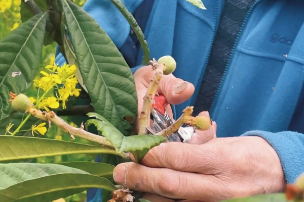 枇杷怎么种植，幼树每年施肥5-6次