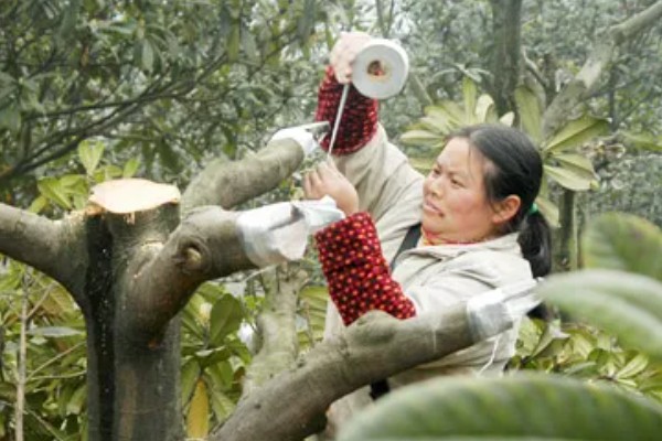 枇杷怎么种植，幼树每年施肥5-6次