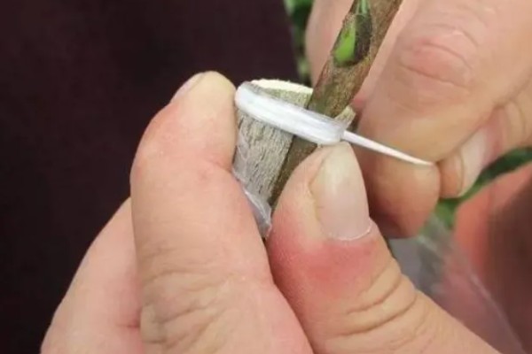 枇杷怎么种植，幼树每年施肥5-6次