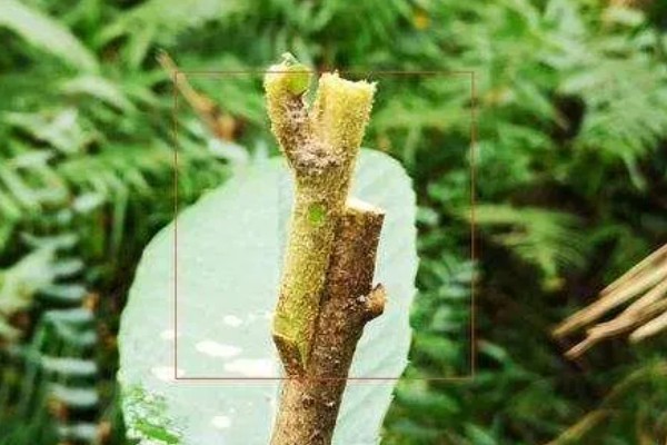 枇杷怎么种植，幼树每年施肥5-6次