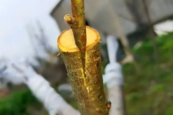 枇杷怎么种植，幼树每年施肥5-6次