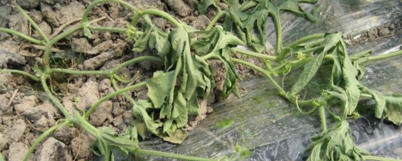 西瓜的常见病虫害，常见的有枯萎病、蔓枯病等