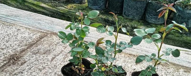 哪里有月季花苗卖，推荐种植基地以及网上