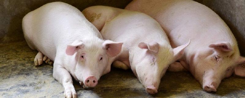 猪蛔虫病的症状，会不停的咳嗽、呼吸增快等