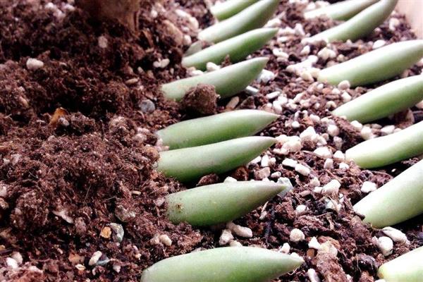 千佛手的繁殖方法，以扦插、播种、分株为主