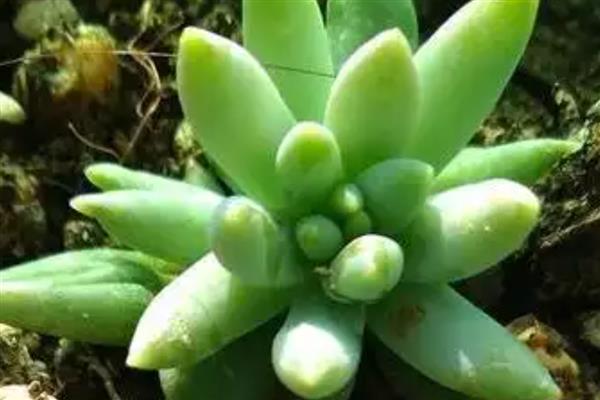 千佛手的繁殖方法，以扦插、播种、分株为主