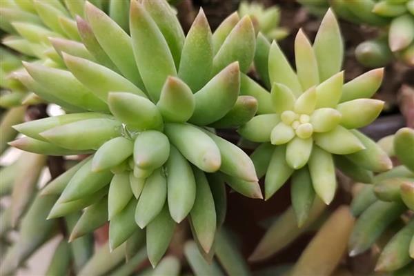 千佛手的繁殖方法，以扦插、播种、分株为主