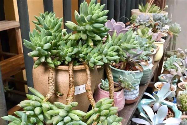 千佛手的繁殖方法，以扦插、播种、分株为主