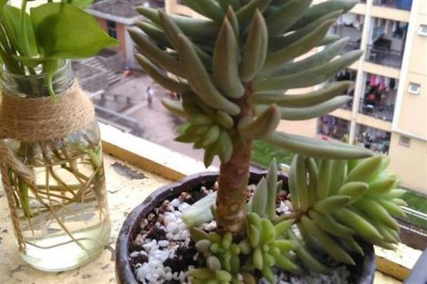 千佛手的繁殖方法，以扦插、播种、分株为主