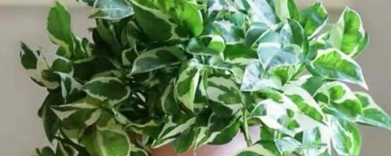 绿萝的品种，常见的有青叶绿萝、霓虹绿萝等