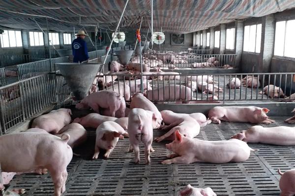 猪为什么咬尾巴，可能是饲料霉变、营养不良等原因所致