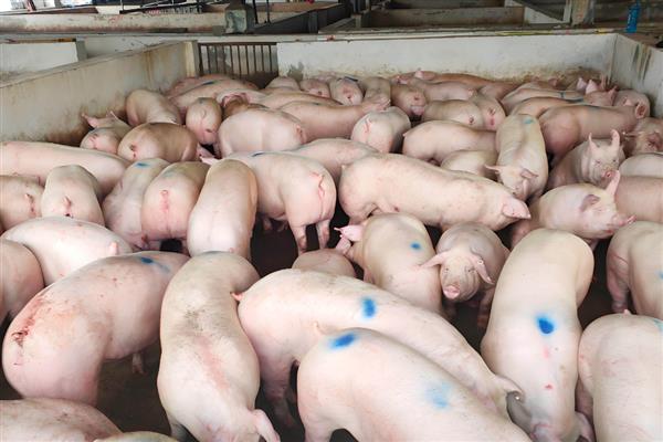 猪为什么咬尾巴，可能是饲料霉变、营养不良等原因所致