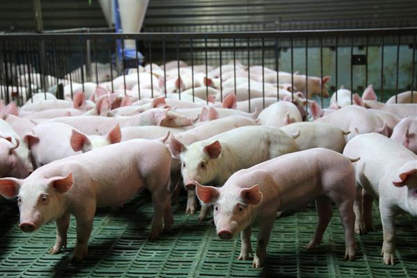 猪为什么咬尾巴，可能是饲料霉变、营养不良等原因所致