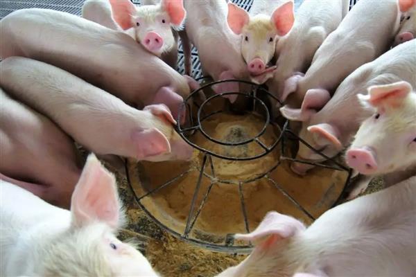 猪为什么咬尾巴，可能是饲料霉变、营养不良等原因所致