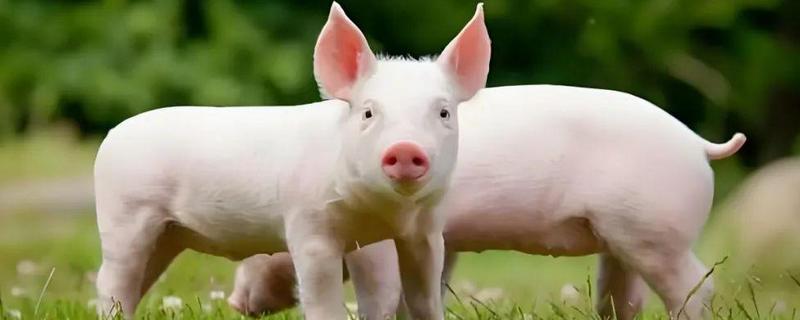 猪的起源,家猪来自欧洲和亚洲