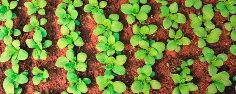 白菜出苗后的管理方法，长出5-6片叶时要去掉弱苗