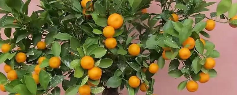 果树盆栽怎么倒盆，取出植株修剪根系后再重栽