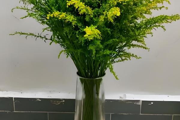 黄莺花怎么插水里养,需要透明的玻璃瓶作为容器