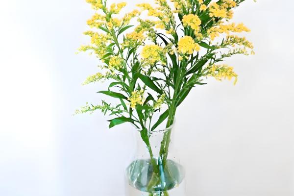 黄莺花怎么插水里养,需要透明的玻璃瓶作为容器