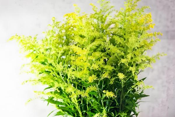 黄莺花怎么插水里养,需要透明的玻璃瓶作为容器