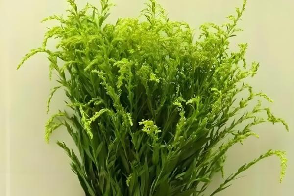 黄莺花怎么插水里养,需要透明的玻璃瓶作为容器