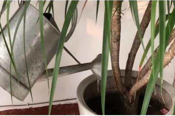 龙须树的浇水间隔,秋季每隔3-5天浇一次