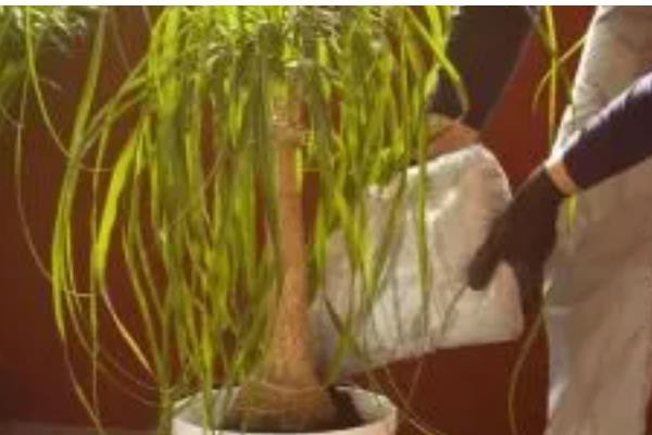 龙须树的浇水间隔,秋季每隔3-5天浇一次