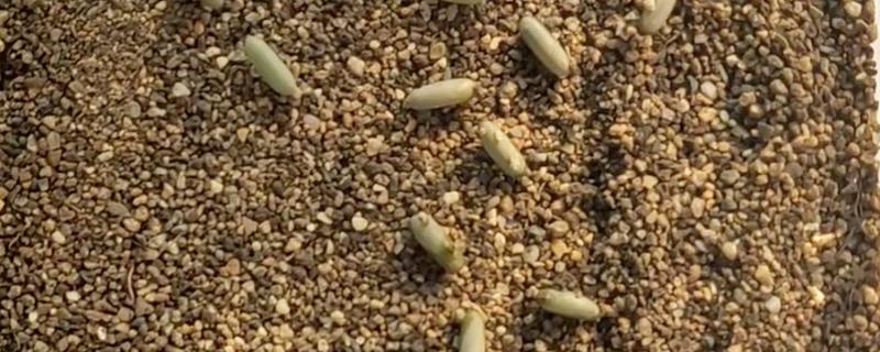 蝈蝈卵用什么土可以孵化，可以用透气性好的沙土