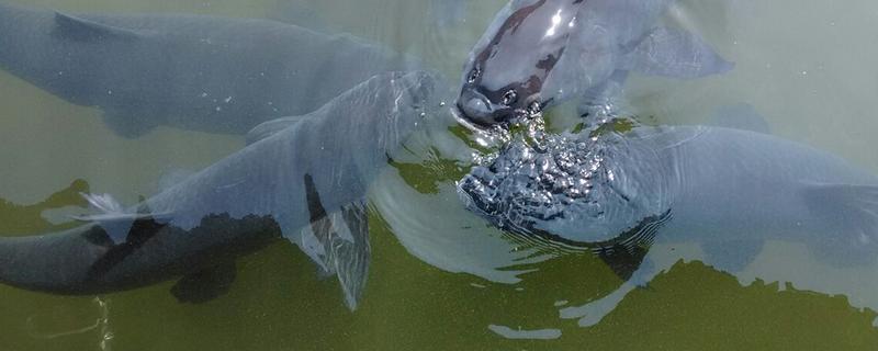 青鱼喜欢吃螺蛳吗,青鱼喜欢吃螺蛳