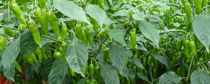 辣椒根腐病有什么特点，发病初期叶缘出现发黄变褐等情况