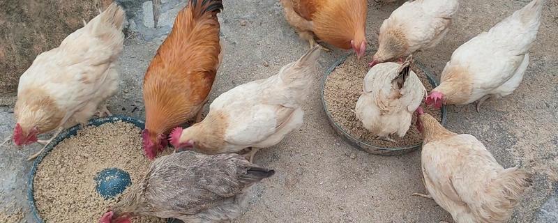 养鸡饲喂什么饲料，蛋白质饲料、维生素饲料等种类均可选择