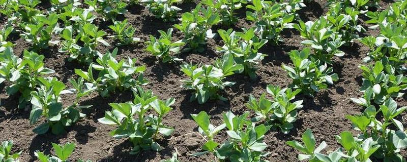 蚕豆适合施什么肥,播种前施入充足的人粪肥、过磷酸钙等肥料