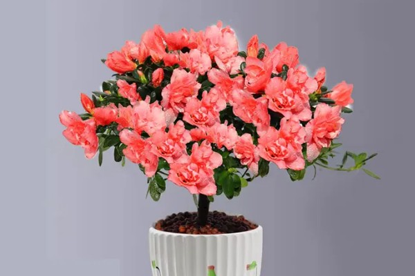 一年四季有什么花卉，秋季常见菊花、桂花等品种